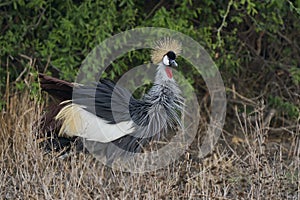 Grey Crowned Cranes in South Luangwa National Park, Zambia