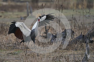 Grey Crowned Cranes in South Luangwa National Park, Zambia