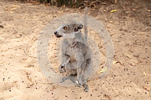 grey crowned lemur eating fruit photo
