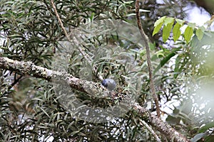 Grey cuckooshrike