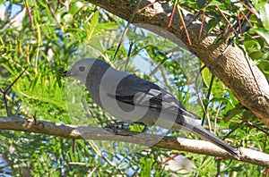 Grey cuckooshrike with prey in tree