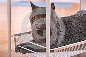 A grey curious chartreux is lying on the bottom shelf of trolley on wheels.