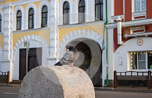 A grey curious urban pigeon sits on a stone fence