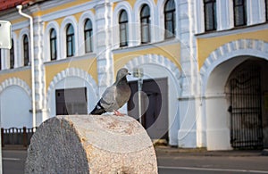 A grey curious urban pigeon sits on a stone fence