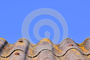 Grey curved shingled rooftop with yellow moss against clear blue sky