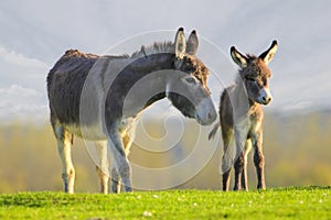 Cute baby donkey and mother on floral meadow