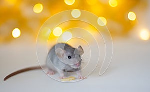 Grey cute little rat sitting near bit of cheese on the soft light beige background with beautiful luminous yellow blur