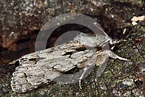 Grey dagger moth (Acronicta psi) in profile