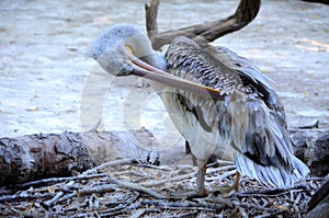 Grey Dalmatian pelican