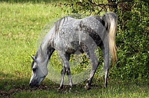 Grey dapple mare