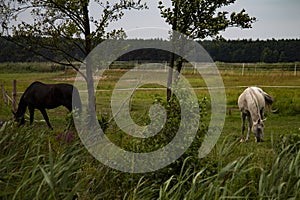Grey and dark bay - two horses in a field, Podlasie
