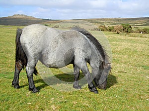 Grey Dartmoor pony grazing on moorland