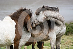 Grey Dartmoor pony nipping brown stallion