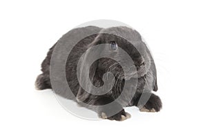 Grey decorative fold rabbit