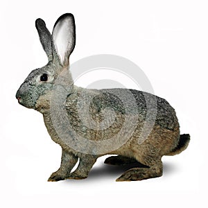 Grey decorative rabbit