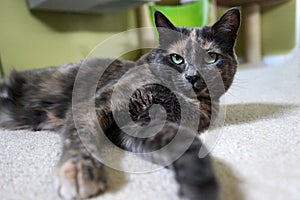 Grey Diluted Tortie Cat