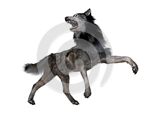 Grey Dire Wolf Aggression