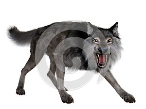 Grey Dire Wolf Snarl