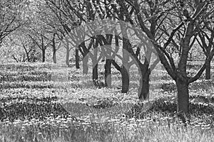 Grey and dismal row of apple trees in orchard