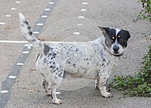 Grey dog with black spots on the street .