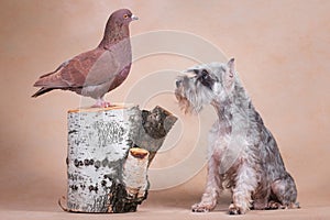 Grey dog sits next to a pigeon sitting on a stump