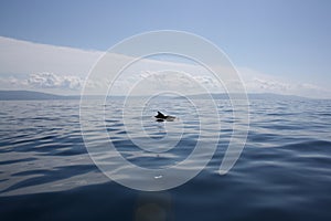 Grey dolphin in Adriatic sea in croatia