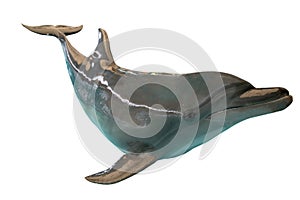 Grey dolphin isolated on white background