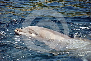 Grey dolphin swimming in cold water on a hot summer day