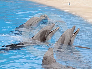 Grey Dolphin on a Very Blue Water