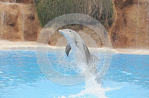 Grey Dolphin on a Very Blue Water