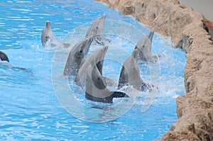 Grey Dolphin on a Very Blue Water