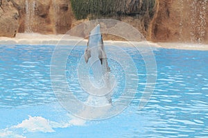 Grey Dolphin on a Very Blue Water