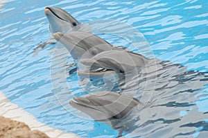 Grey Dolphin on a Very Blue Water