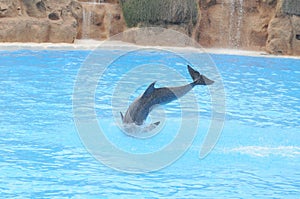 Grey Dolphin on a Very Blue Water