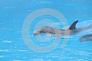 Grey Dolphin on a Very Blue Water