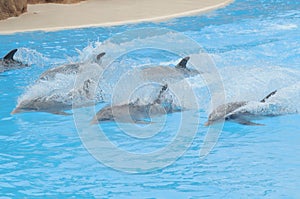 Grey Dolphin on a Very Blue Water