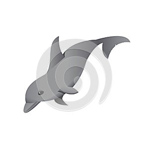 Grey Dolphin on White.