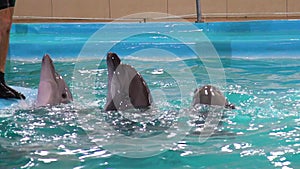 Grey dolphins look out of water near edge of pool to be petted by instructor