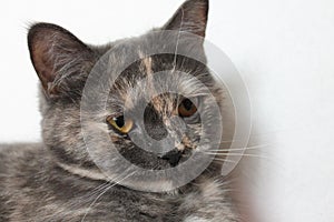 Grey domestic cat