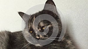 Grey domestic cat