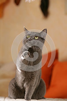 Grey domestic cat lifting its paw