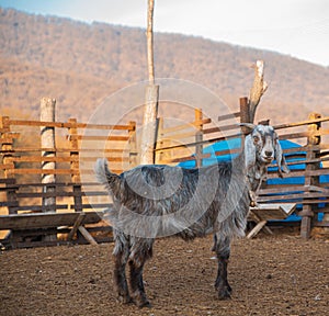 A grey domestic donkey in the farmland