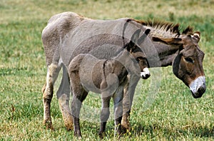 Grey Domestic Donkey, a French Breed, Mother and Foal