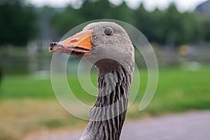 Grey domestic goose portrait. Close up image of goose\'s head, eyes and beak, neck.