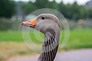 Grey domestic goose portrait. Close up image of goose\'s head, eyes and beak, neck. Gooses head in water droplets image