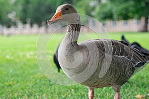 Grey domestic goose portrait. Close up image of goose's head, eyes and beak, neck. Gooses head in water droplets image