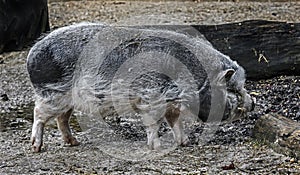 Grey domestic minipig 2