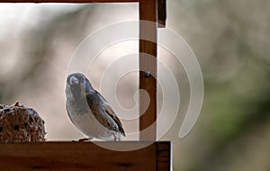 Grey domestic sparrow