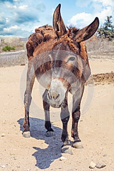 Grey donkey in field on blue sky