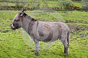 Grey donkey on meadow